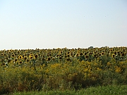 Western Michigan [2009] 047